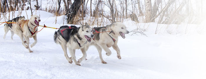 Dogs in harness pulling a sleigh competitions in winter on kamchatka