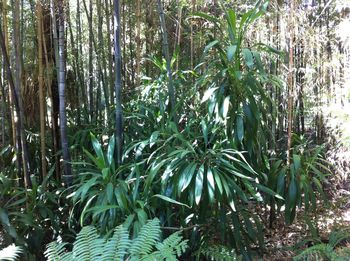 Plants growing on field in forest