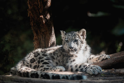 Portrait of cat resting