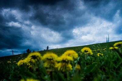 Yellow flowering plants on field against cloudy sky