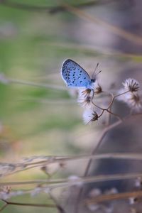 Close-up of butterfly pollinating flower