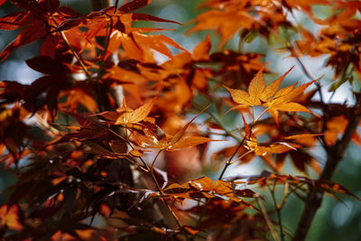 Low angle view of autumnal leaves on tree