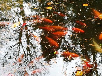 Close-up of koi carps swimming in water