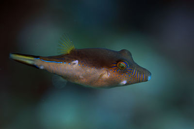 A sharpnose puffer in the wild on the reef in roatan, honduras.