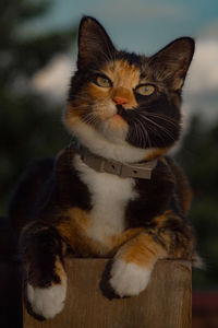 Close-up potrait of cat