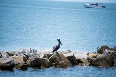 Birds on rock in sea