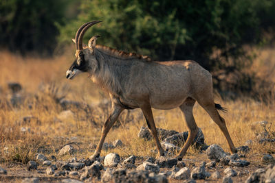 Deer standing on field