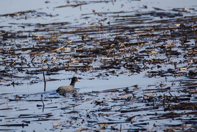 View of birds in water during winter