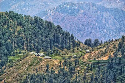 High angle view of pine trees on field