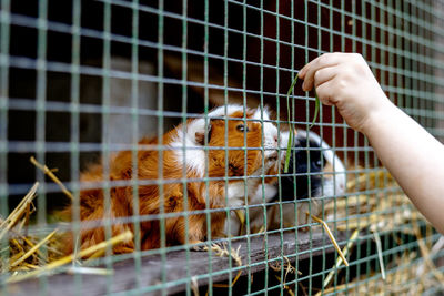 Cute guinea pigs on animal farm in hutch. guinea pig in cage on natural eco farm. animal livestock 