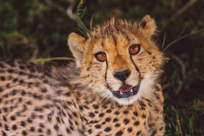 Close-up of cheetah cub