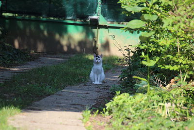 Cat sitting on a tree