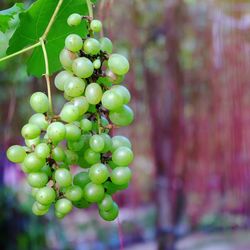 Close-up of grapes hanging on tree