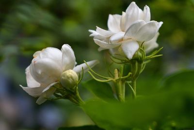 Close-up of white flowers blooming outdoors