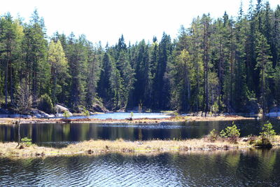 Scenic view of lake in forest