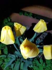 Close-up of yellow rose flower in pot