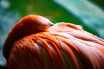 Close-up of a shy flamingo