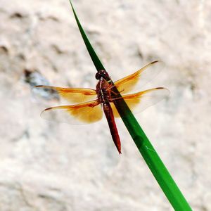 Close-up of insect