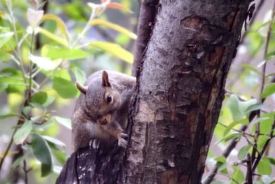 Squirrel on tree trunk in forest