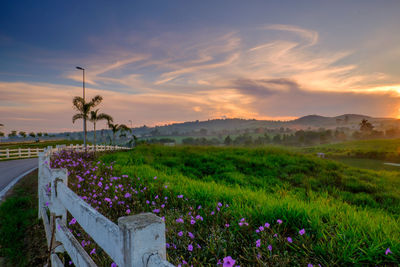 Scenic view of grassy field against sky during sunset