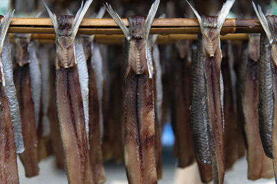 Close-up of drying fishes which are herrings and saury