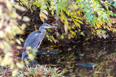 High angle view of gray heron perching on a lake