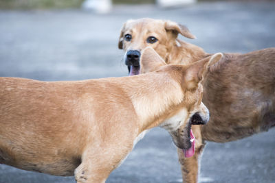 View of two dogs looking away