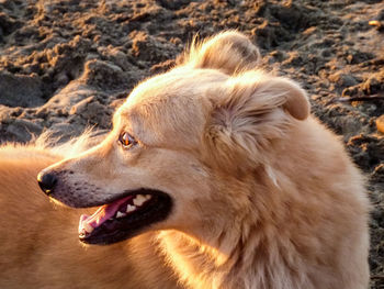 Close-up of dog looking away