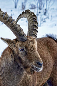 Close-up portrait of ibex in snow