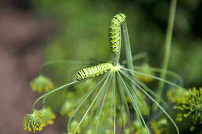 Close-up of caterpillars on plant