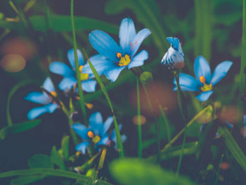Close-up of purple flowering plant on field
