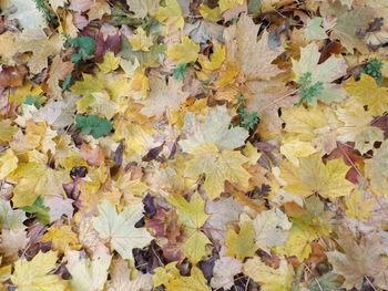 Full frame shot of yellow autumn leaves