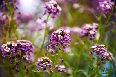 Close-up of purple flowering plants on field