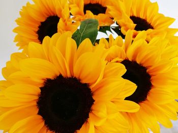 Close-up of sunflower blooming outdoors