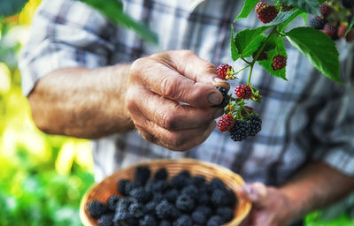 A man harvests