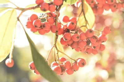 Close-up of berries growing on tree