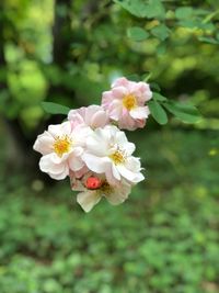 Close-up of pink flowering plant