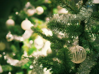 Close-up of christmas tree