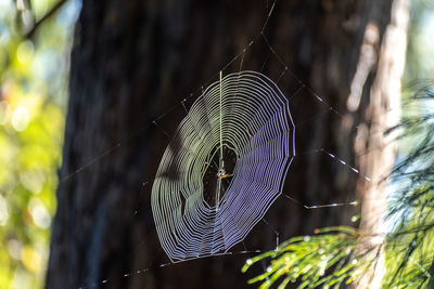 Close-up of spider on web