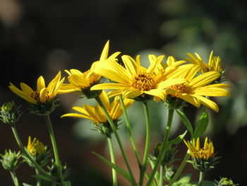 Close-up of yellow flowering plant on field