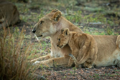 Lioness with cub resting on field