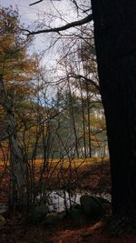 Bare trees on landscape