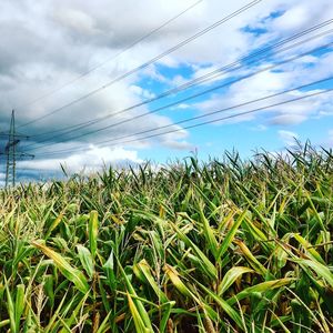 Close-up of crops growing on field against sky