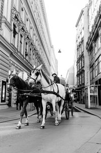 Horses on street in vienna city