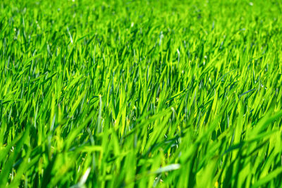 Full frame shot of grassy field