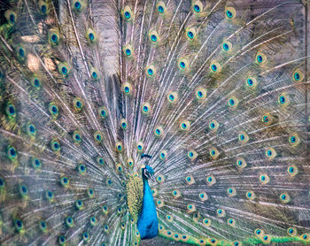 Close-up of peacock feathers