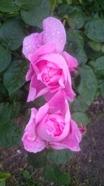 Close-up of pink rose blooming outdoors