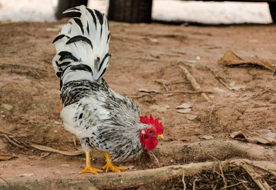 Close-up of a bird on field