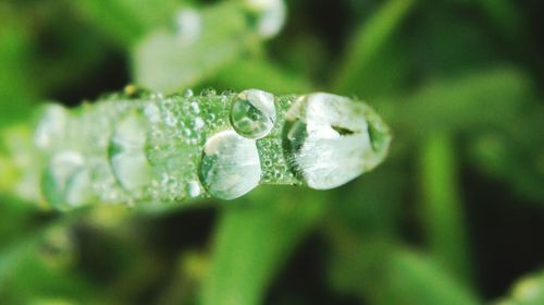 Close-up of water drops on flower