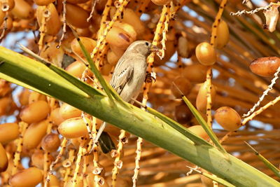 Close-up of bird perching on plant